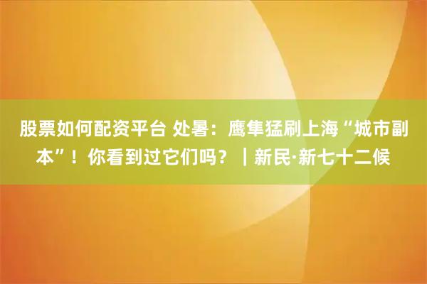 股票如何配资平台 处暑：鹰隼猛刷上海“城市副本”！你看到过它们吗？｜新民·新七十二候